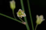 Garden asparagus